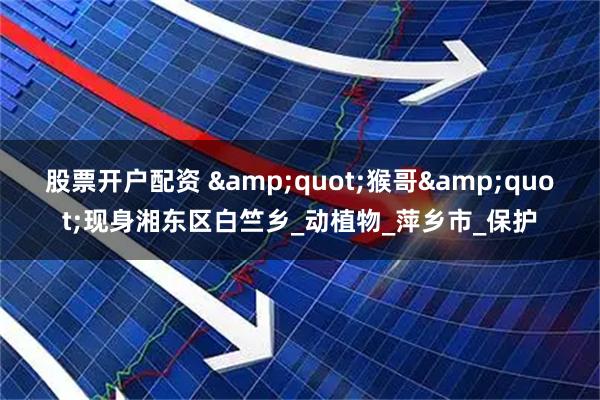 股票开户配资 &quot;猴哥&quot;现身湘东区白竺乡_动植物_萍乡市_保护